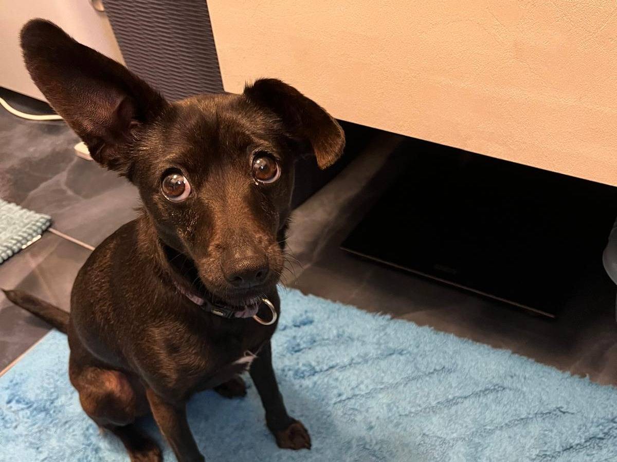 Adotta un cane, femmina, 2 anni e 10 mesi, Verona