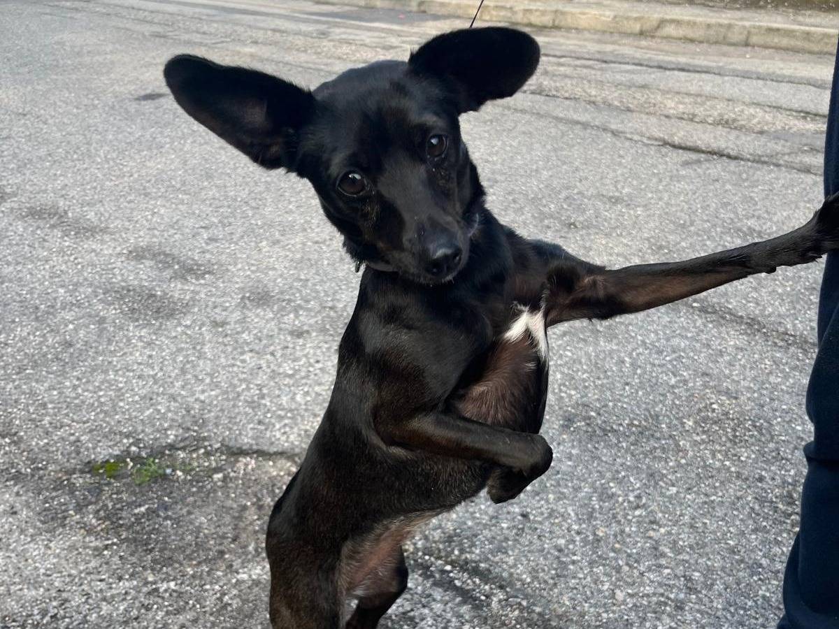 Adotta un cane, taglia piccola, femmina, Verona