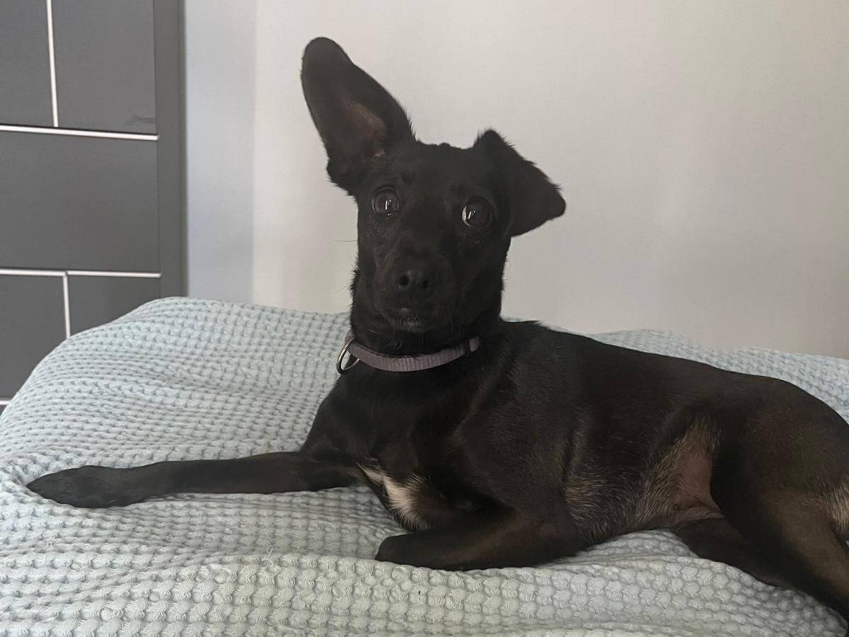 Vuoi adottare un cane a Verona?