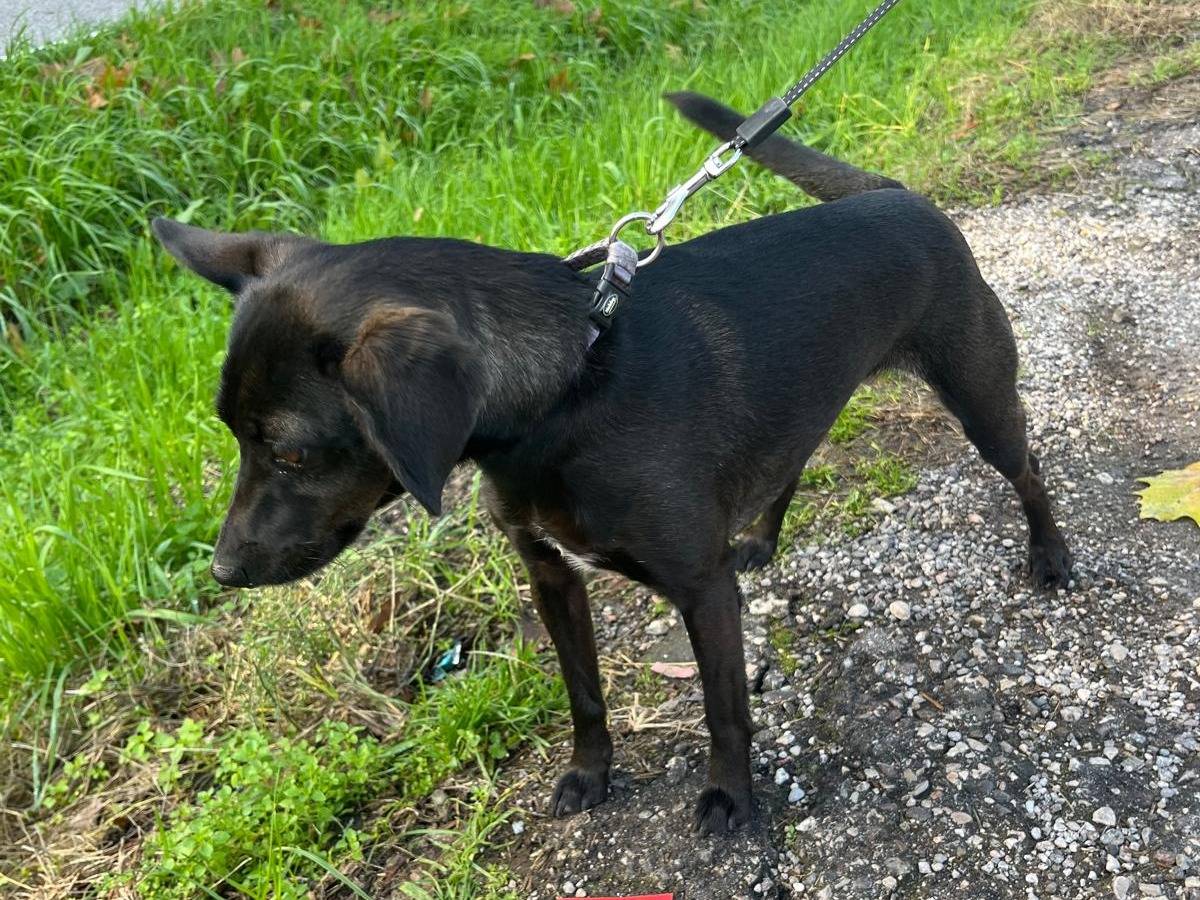 Adotta il cane TRILLY a Verona