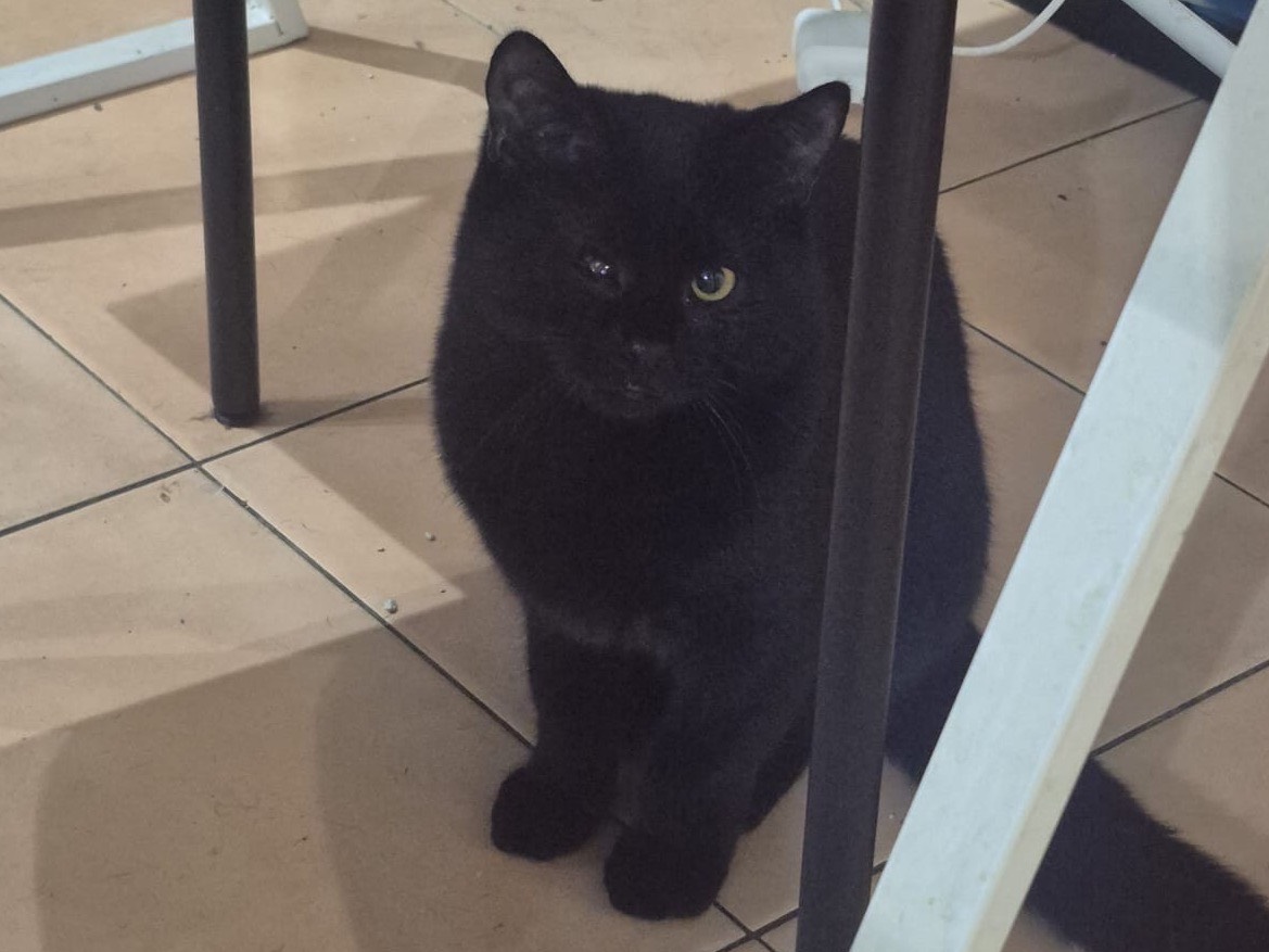 Adozione gatto, femmina, Razza sconosciuta Razza sconosciuta, 5 mesi, taglia non valida, Parma