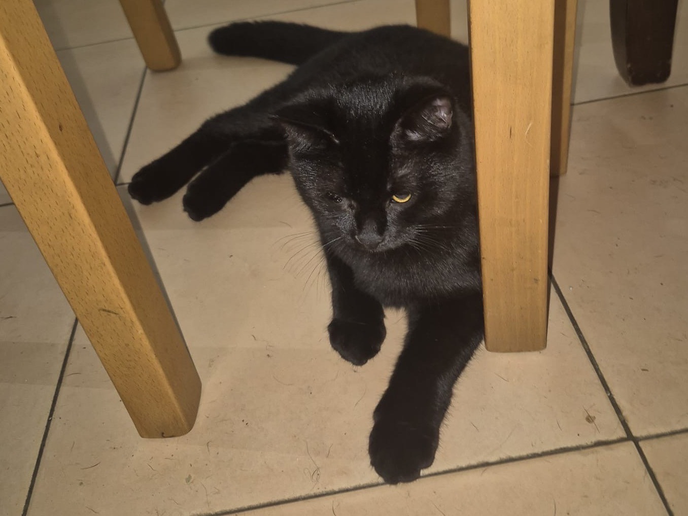 Adotta un gatto, femmina, 5 mesi, Parma