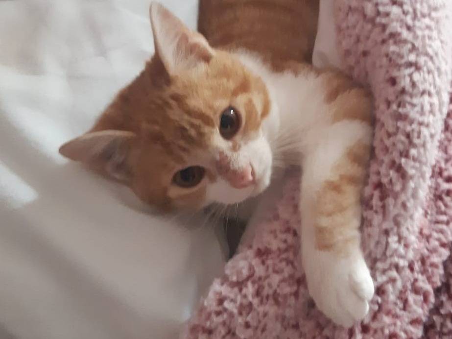 Adozione gatto, maschio, Razza sconosciuta Razza sconosciuta, 4 mesi, taglia non valida, Bari