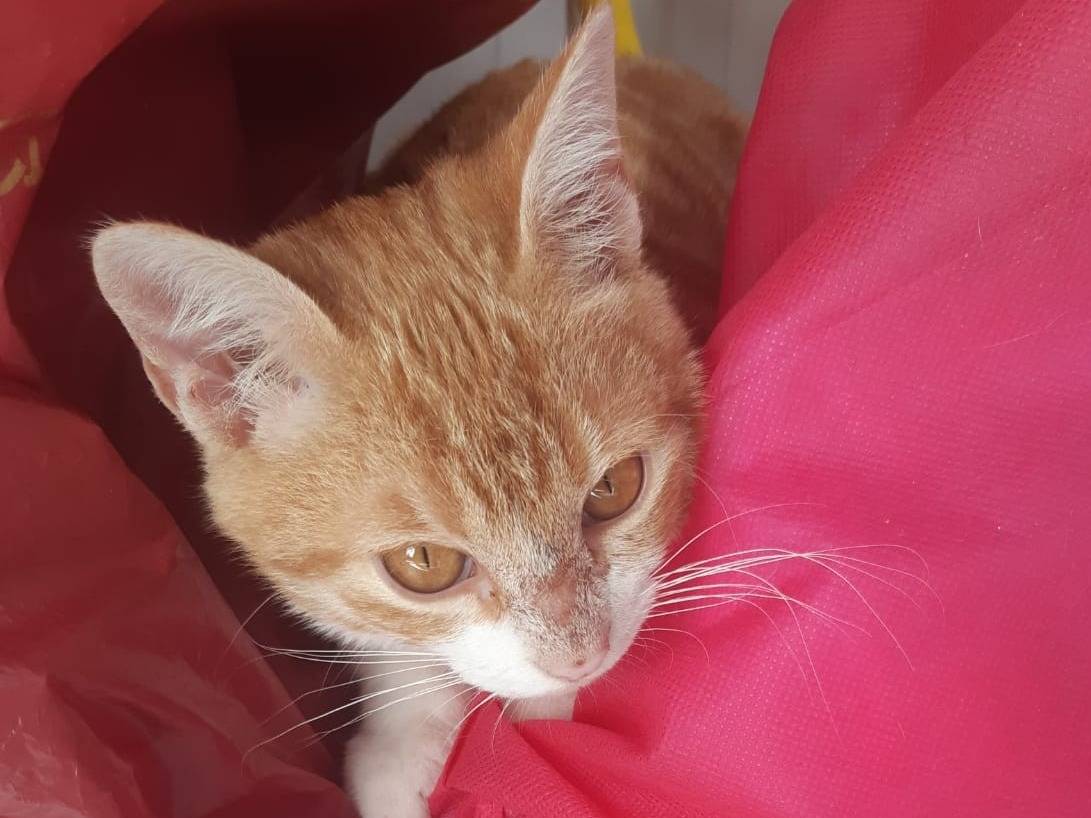 Adotta un gatto, maschio, 4 mesi, Bari