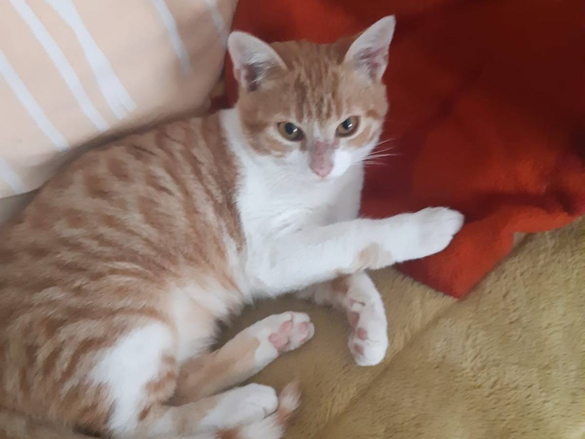 Adotta un gatto, taglia non valida, maschio, Bari