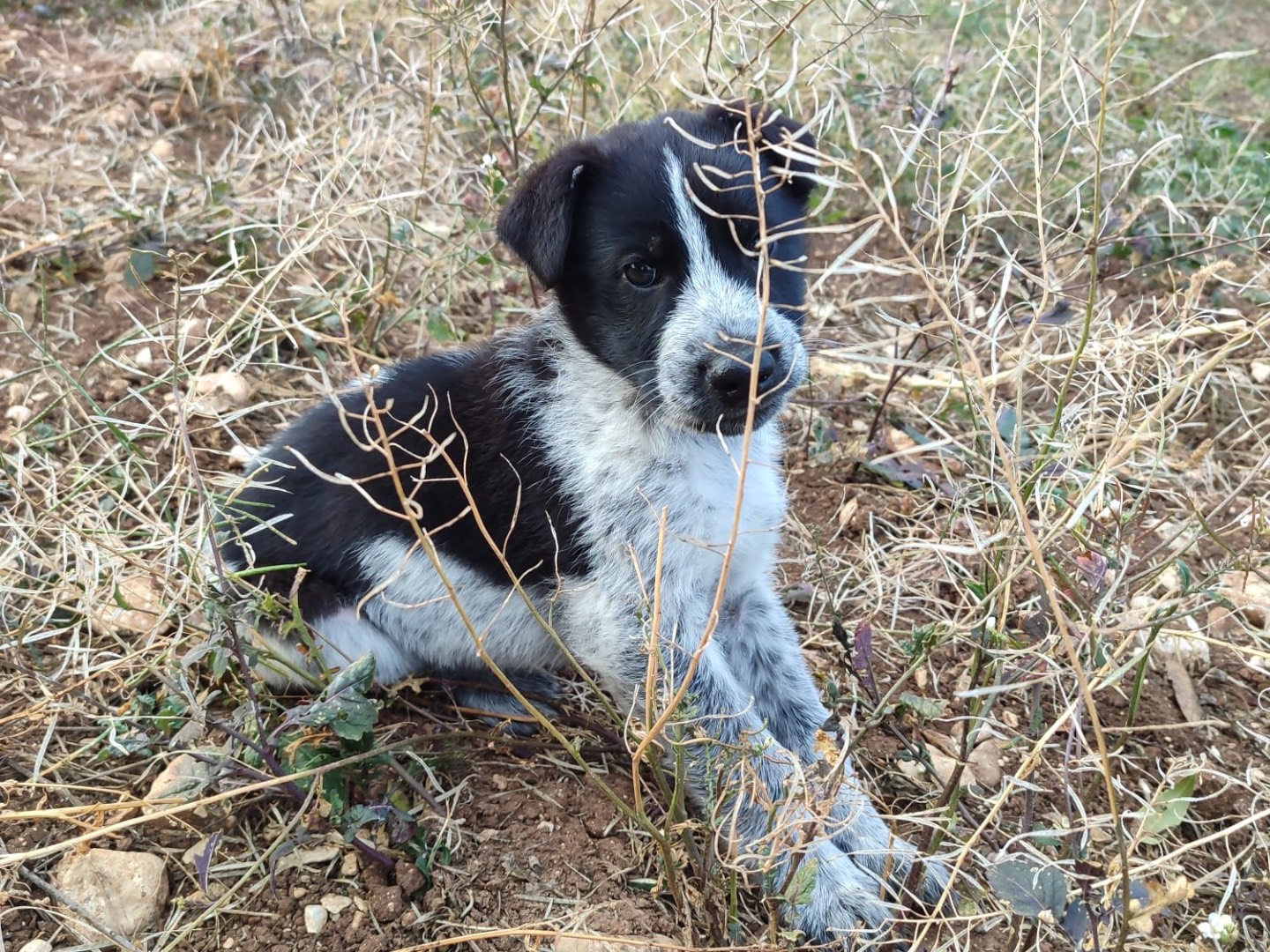 Adozione cane, maschio, Razza sconosciuta Razza sconosciuta, 3 mesi, taglia media, Laquila