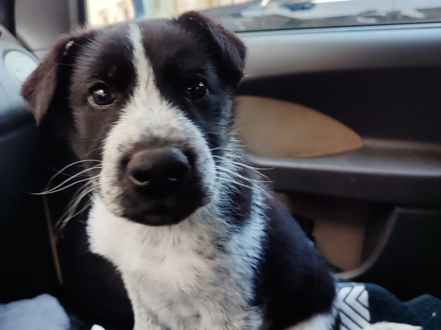 Adotta un cane, maschio, 3 mesi, Laquila