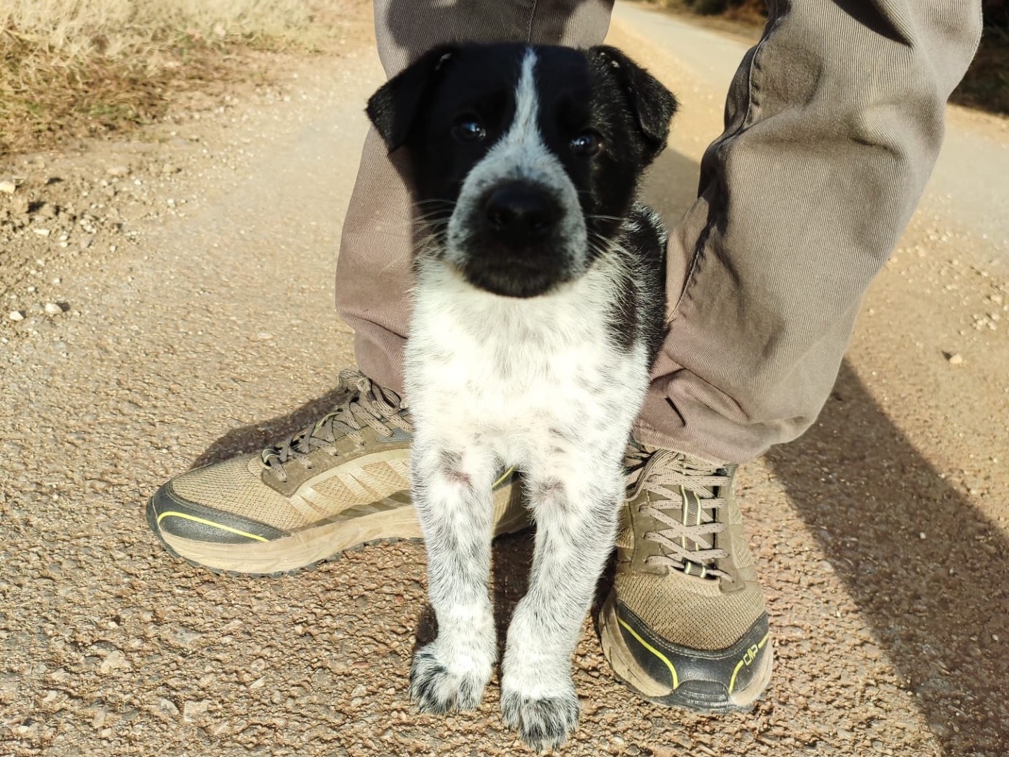 Adotta un cane, taglia media, maschio, Laquila