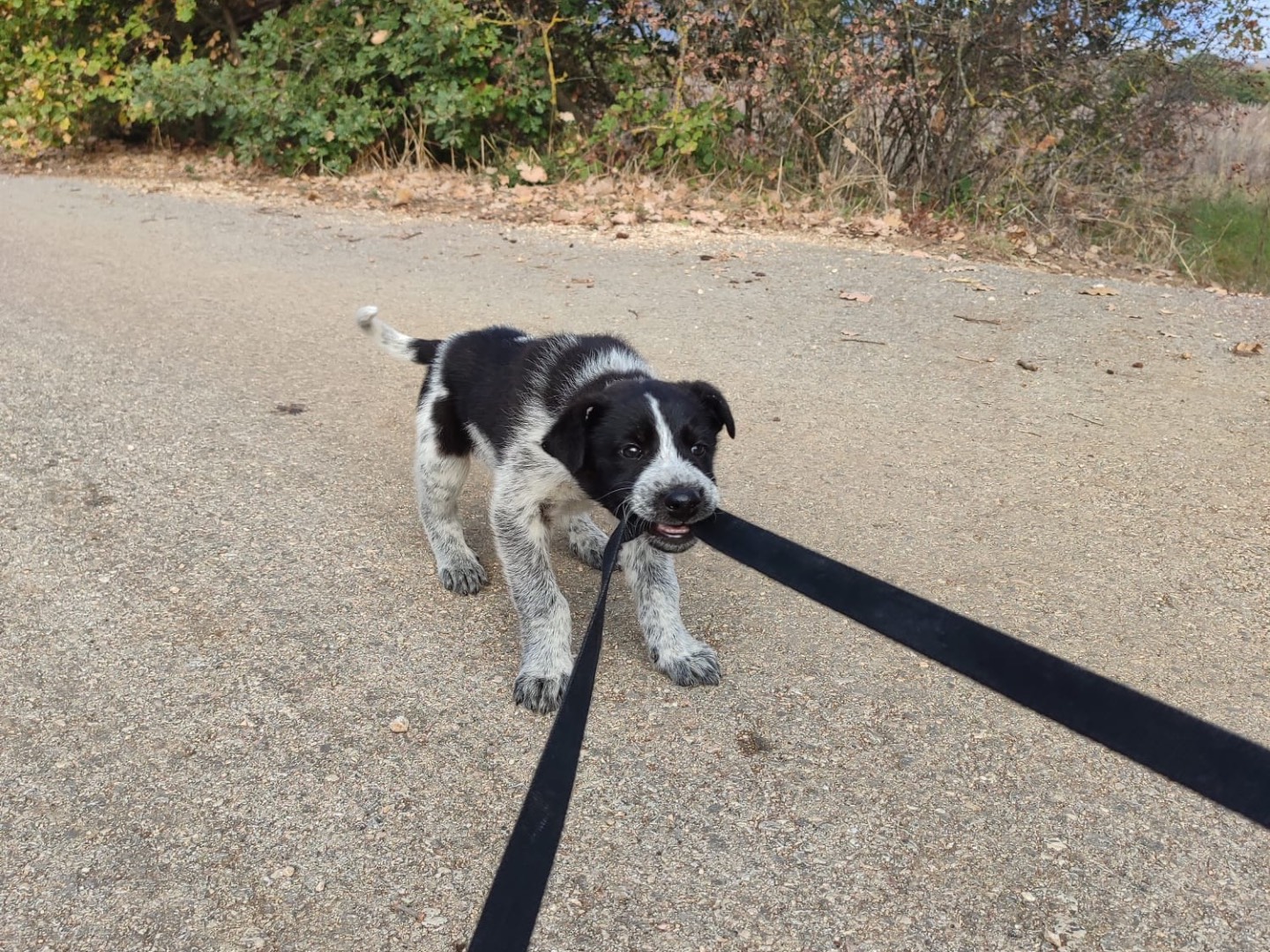 Vuoi adottare un cane a Laquila?