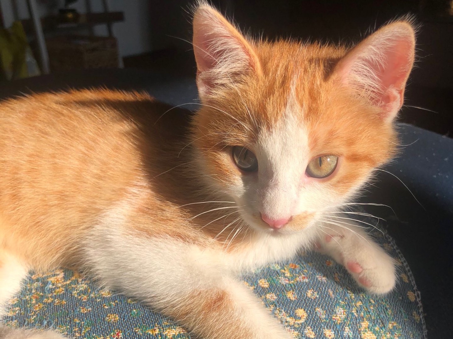 Adozione gatto, maschio, Razza sconosciuta Razza sconosciuta, 3 mesi, taglia non valida, Parma