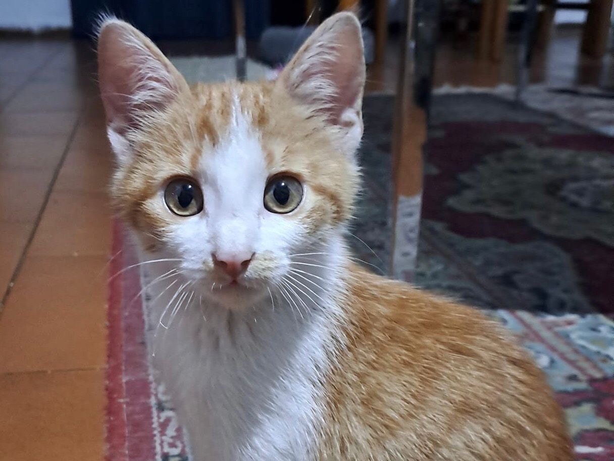 Adotta un gatto, maschio, 3 mesi, Parma