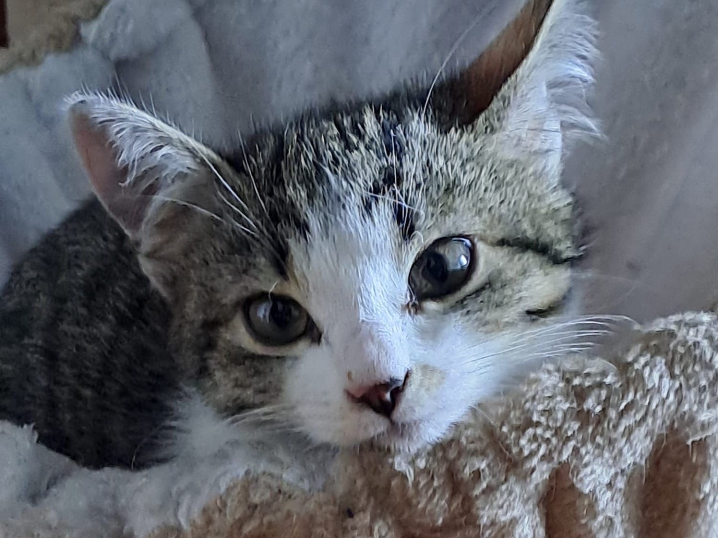 Adozione gatto, femmina, Razza sconosciuta Razza sconosciuta, 3 mesi, taglia non valida, Parma
