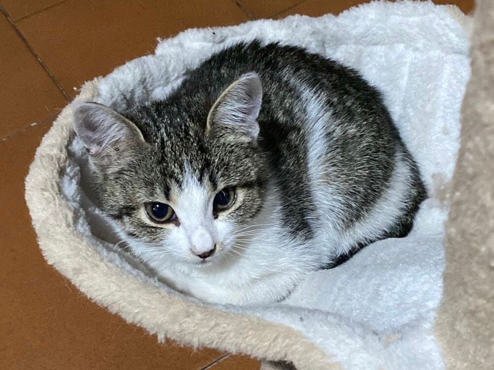 Adotta un gatto, femmina, 3 mesi, Parma