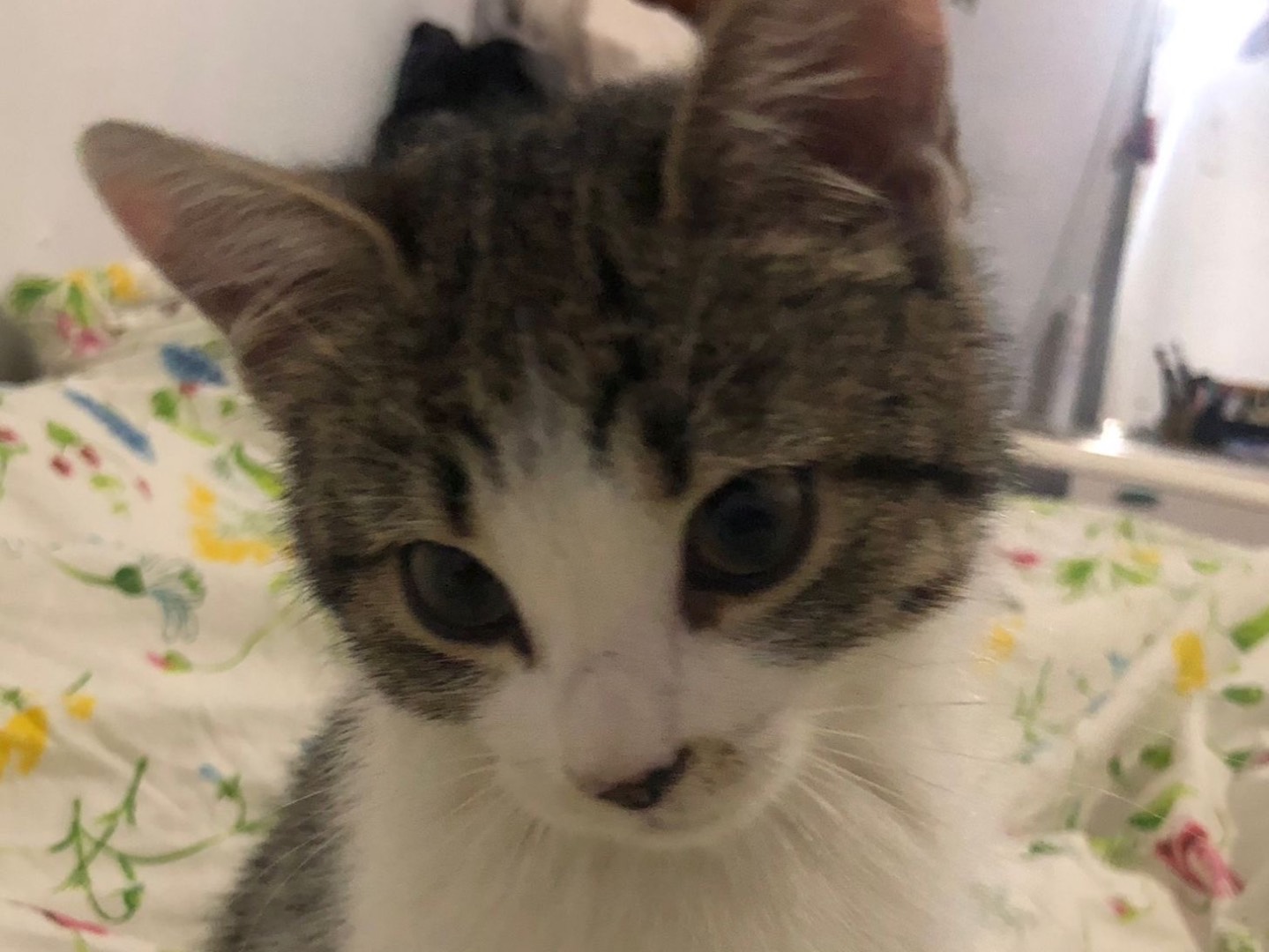 Adotta un gatto, taglia non valida, femmina, Parma