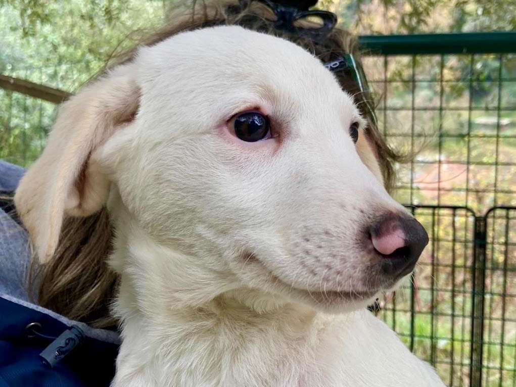 Adozione cane, maschio, Razza sconosciuta Razza sconosciuta, 4 mesi, taglia media, Savona