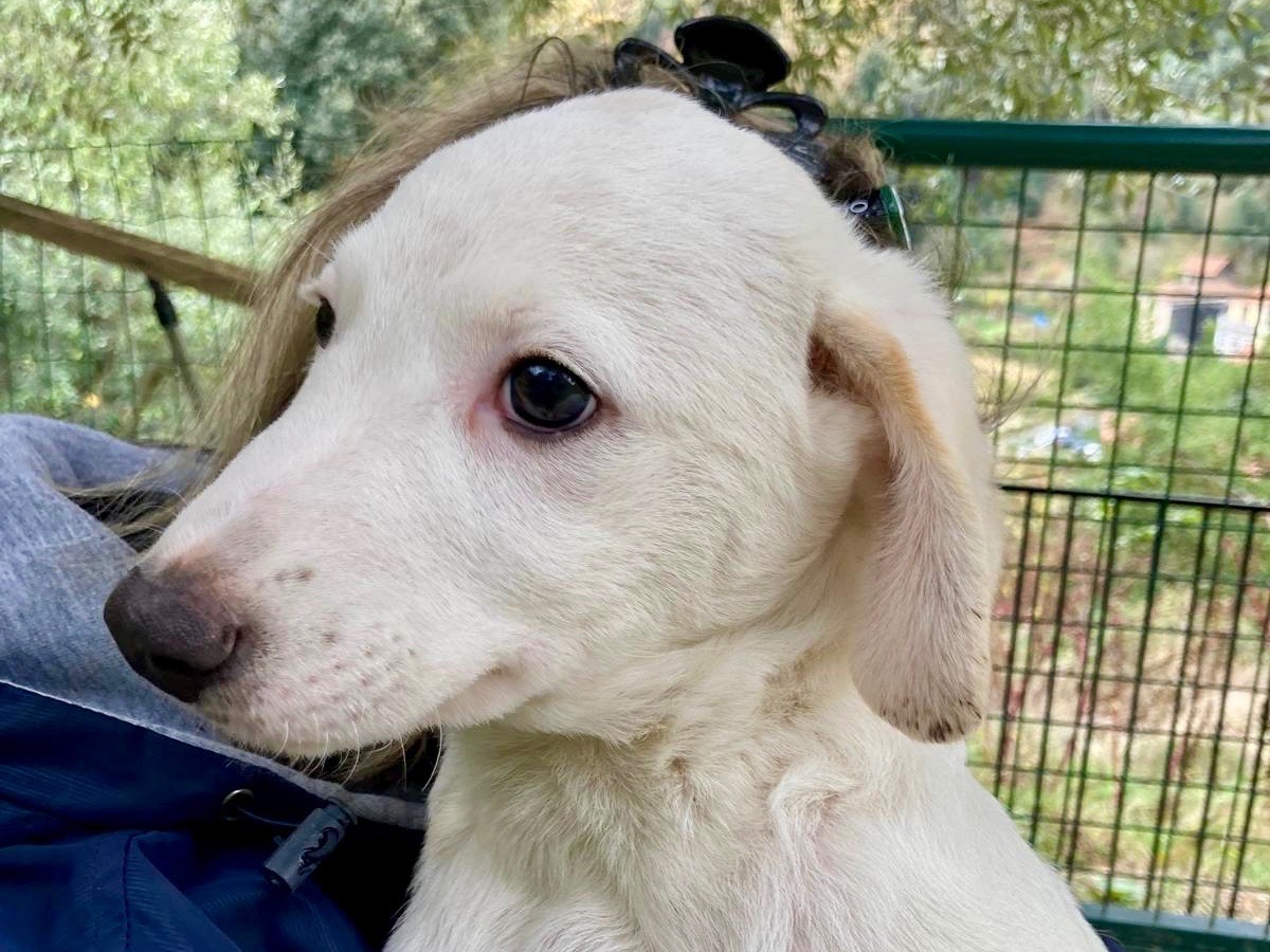 Adotta un cane, maschio, 4 mesi, Savona