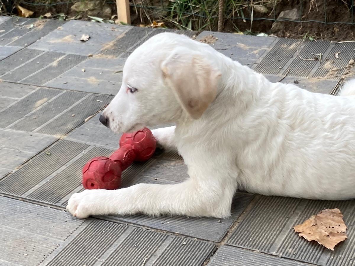 Adotta un cane, taglia media, maschio, Savona