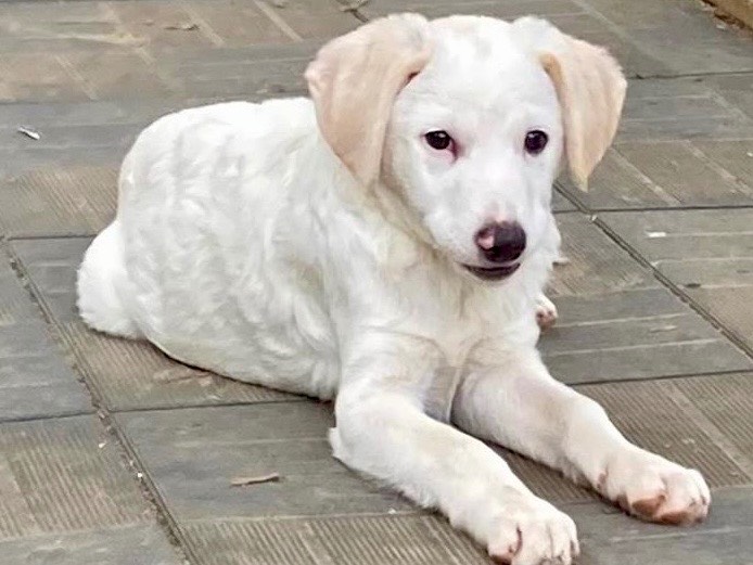 Vuoi adottare un cane a Savona?