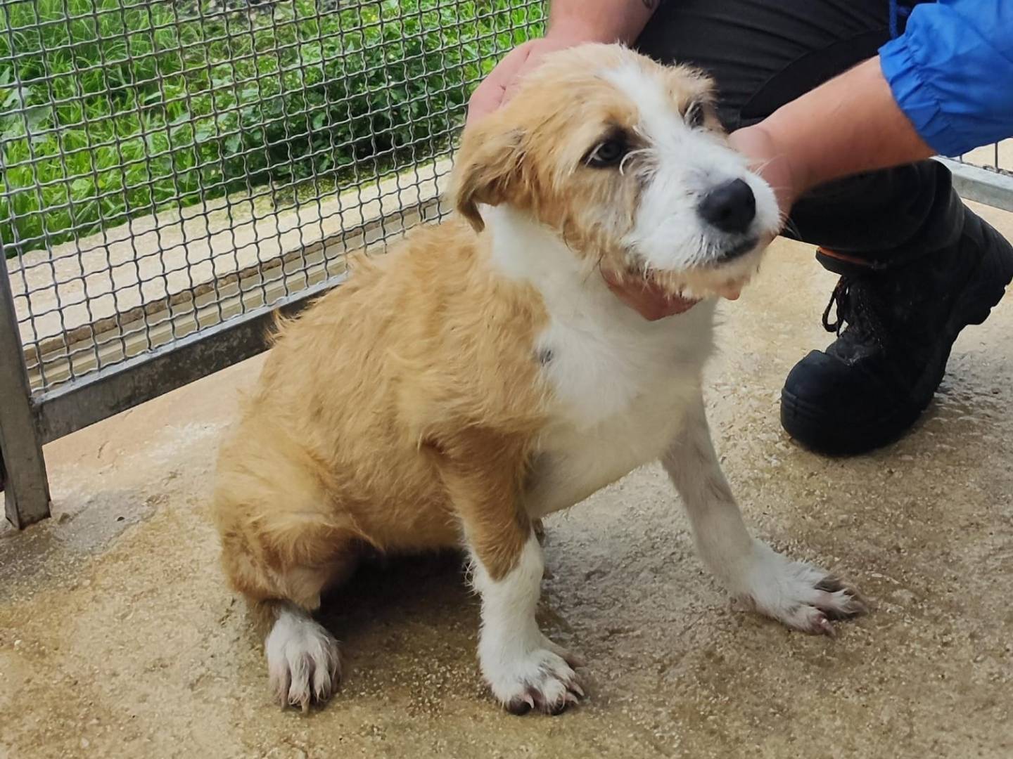 Adotta un cane, femmina, 1 anno e 5 mesi, Milano