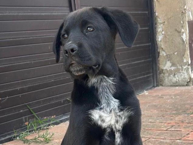 Adozione cane, femmina, Razza sconosciuta Razza sconosciuta, 4 mesi, taglia media, Caltanissetta