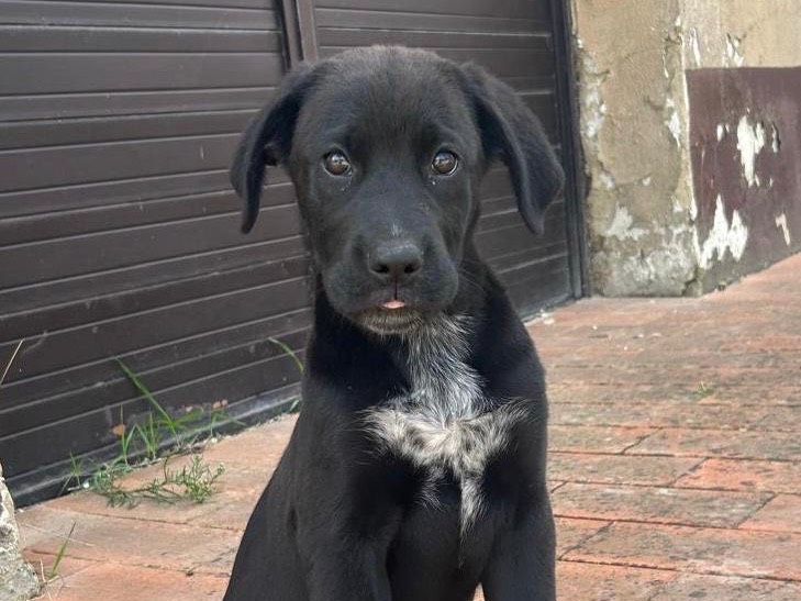 Adotta un cane, femmina, 4 mesi, Caltanissetta