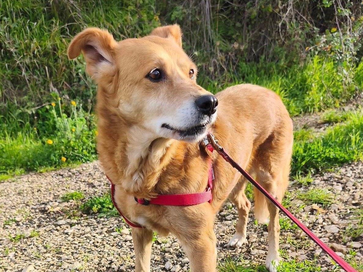 Adozione cane, femmina, Razza sconosciuta Razza sconosciuta, 7 anni e 6 mesi, taglia piccola, Avellino