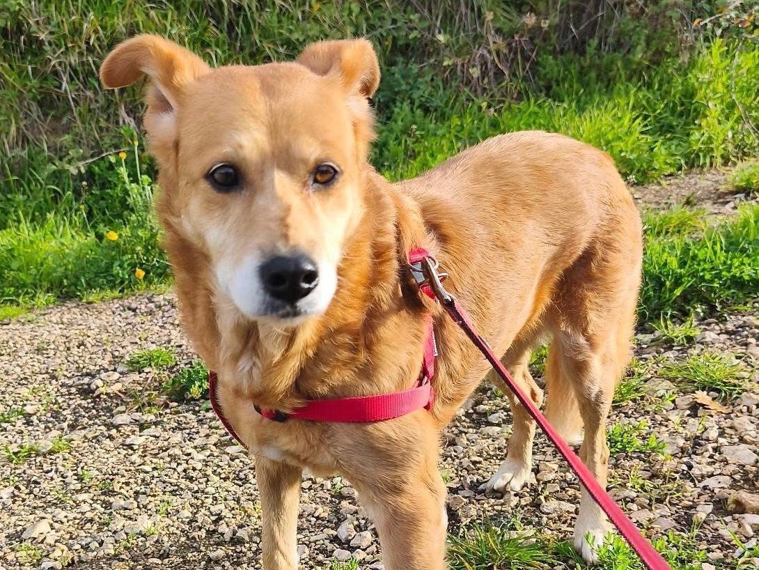 Adotta un cane, femmina, 7 anni e 6 mesi, Avellino