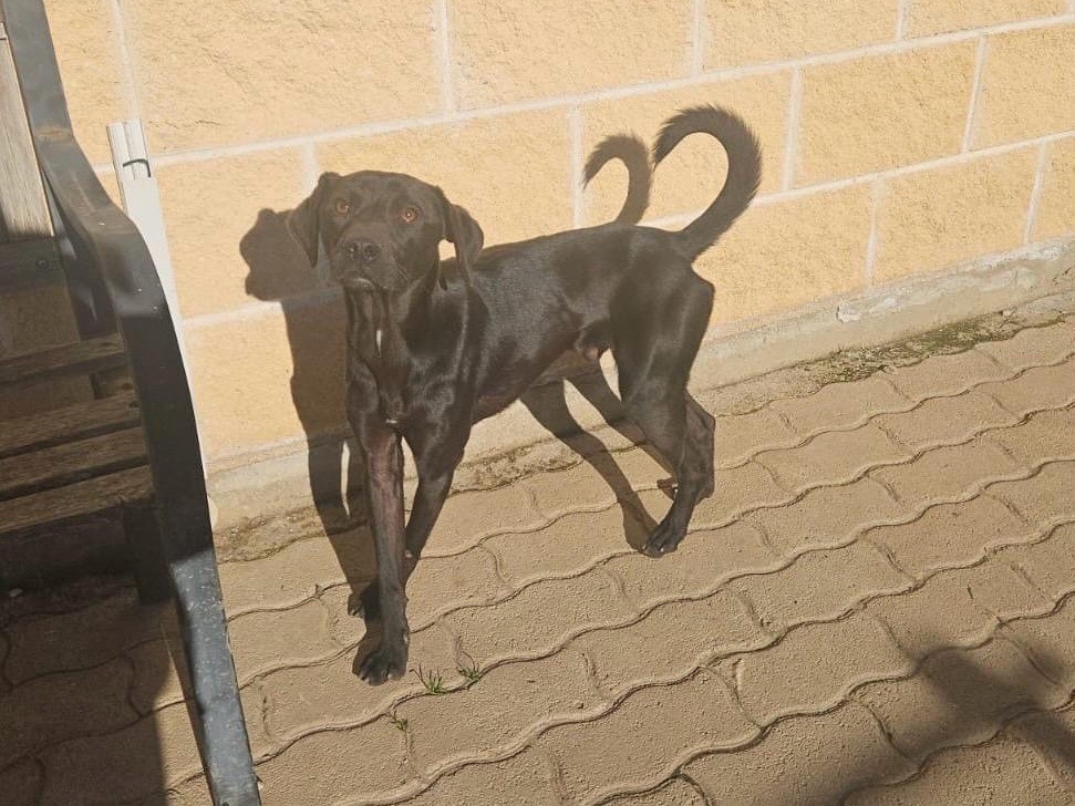 Adozione cane, maschio, Razza sconosciuta Razza sconosciuta, 2 anni e 6 mesi, taglia piccola, Avellino