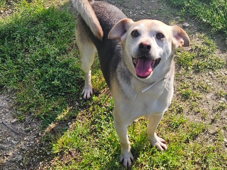 Adozione cane, maschio, Razza sconosciuta Razza sconosciuta, 7 anni e 8 mesi, taglia piccola, Avellino