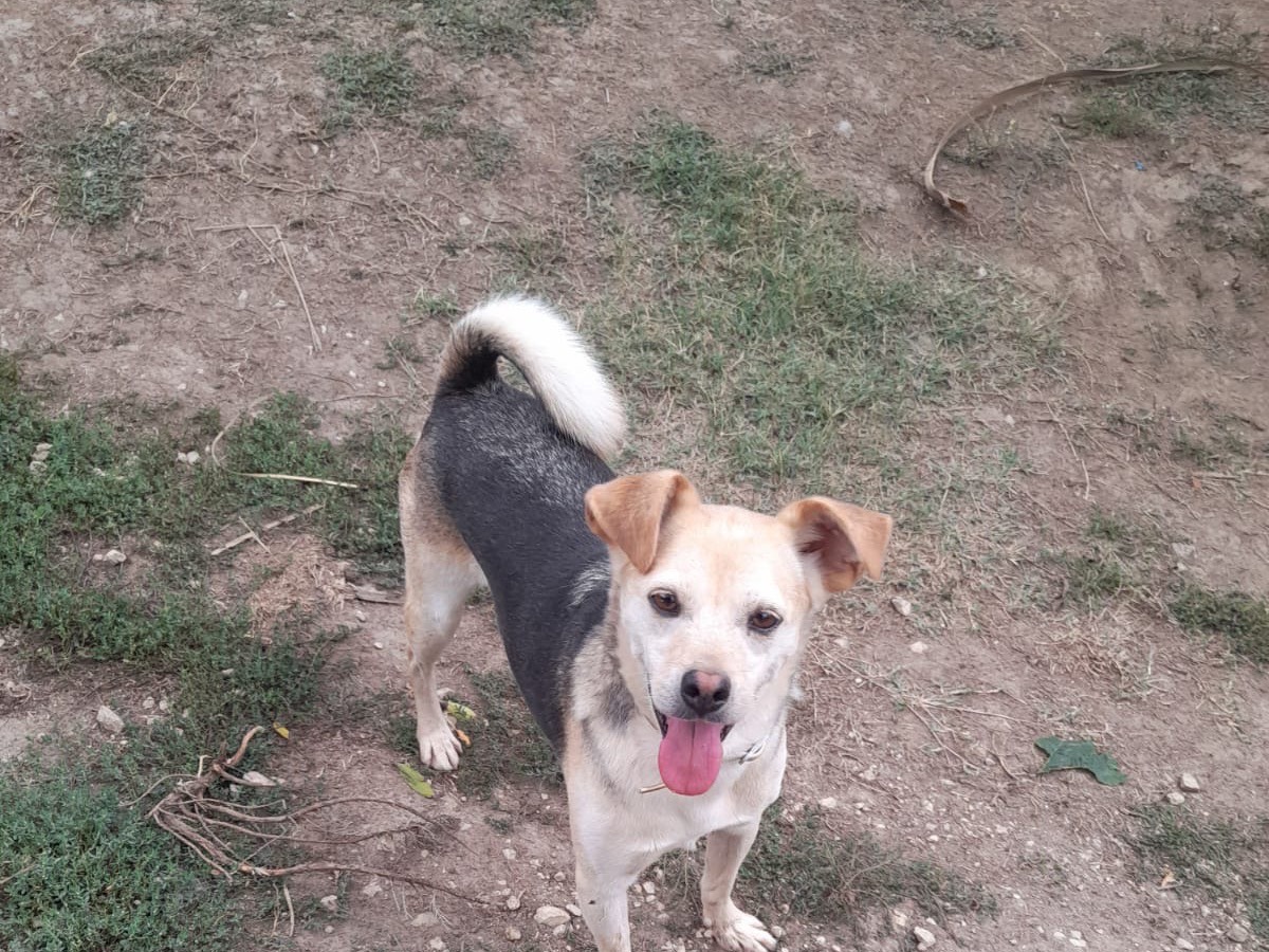 Adotta un cane, maschio, 7 anni e 8 mesi, Avellino