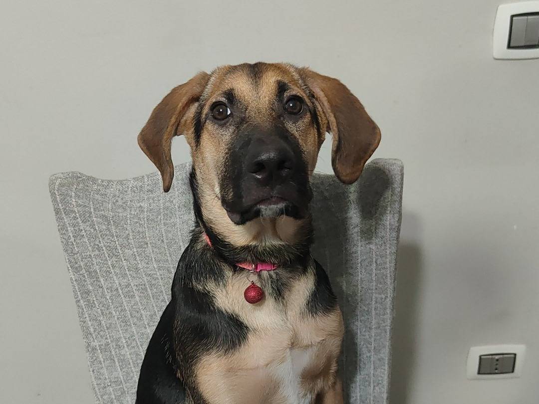 Adozione cane, femmina, Pastore tedesco Razza sconosciuta, 6 mesi, taglia media, Napoli