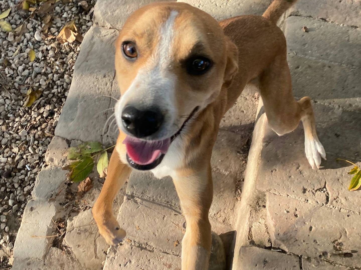 Adozione cane, maschio, Razza sconosciuta Razza sconosciuta, 7 mesi, taglia media contenuta, Teramo