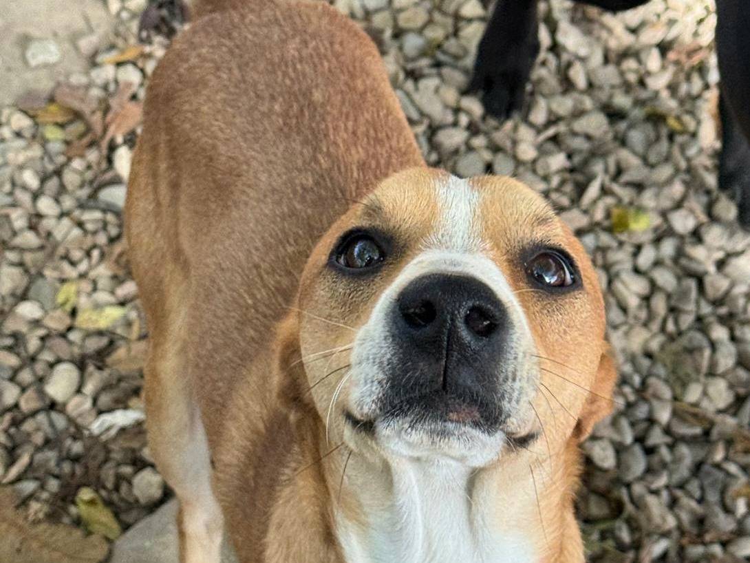 Adotta un cane, maschio, 7 mesi, Teramo