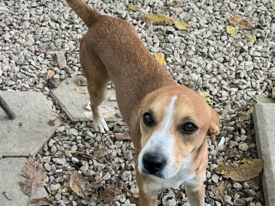 Adotta un cane, taglia media contenuta, maschio, Teramo