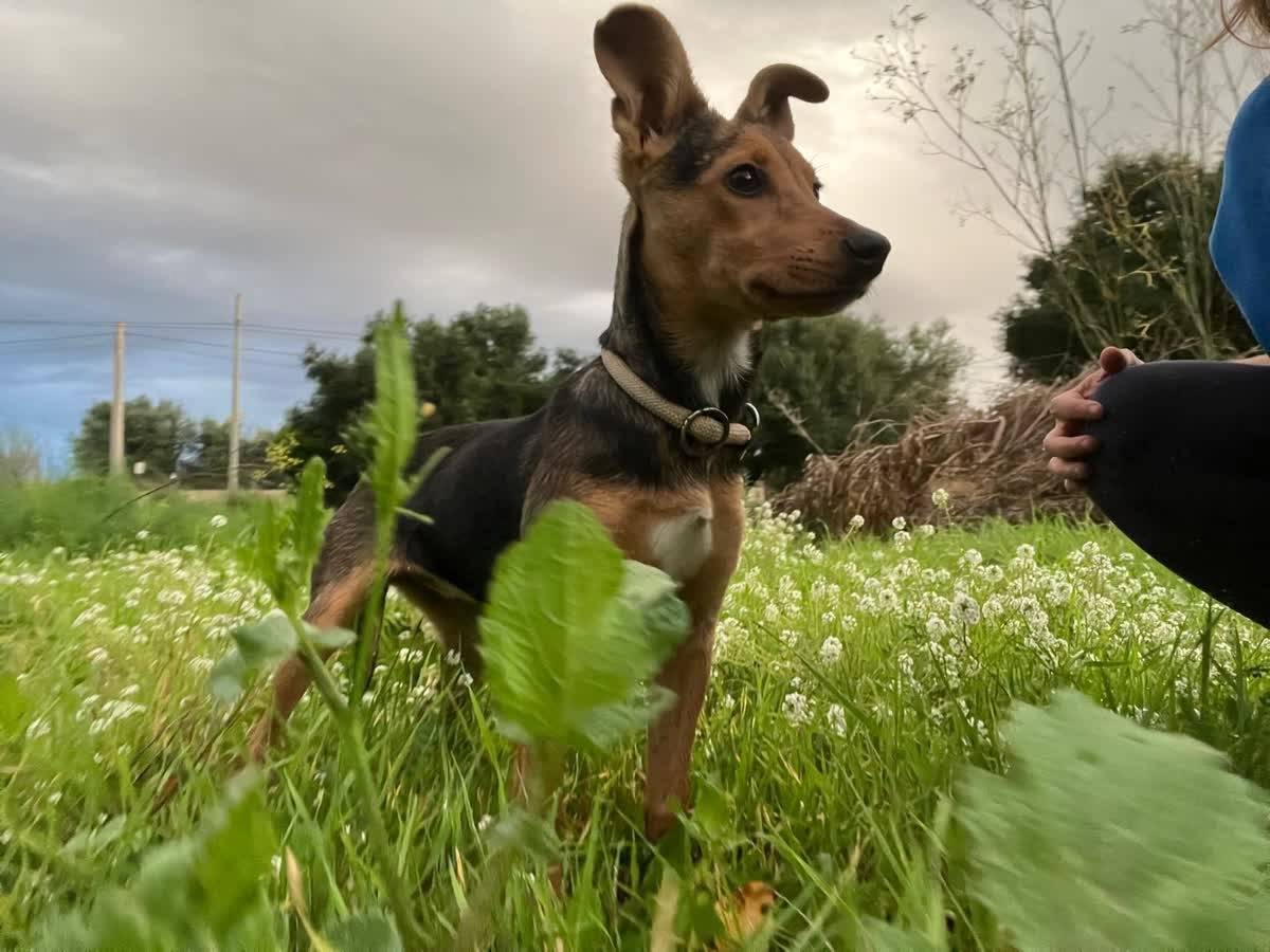 Adozione cane, femmina, Razza sconosciuta Razza sconosciuta, 4 mesi, taglia media contenuta, Padova