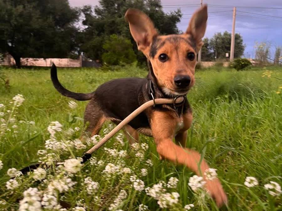 Adotta un cane, femmina, 4 mesi, Padova