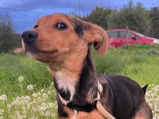 Adotta un cane, taglia media contenuta, femmina, Padova