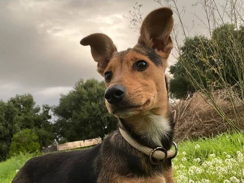 Vuoi adottare un cane a Padova?