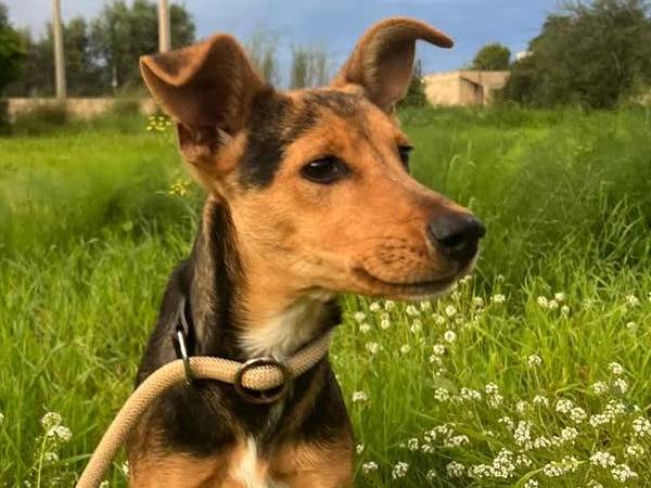 Adotta il cane DASTY a Padova
