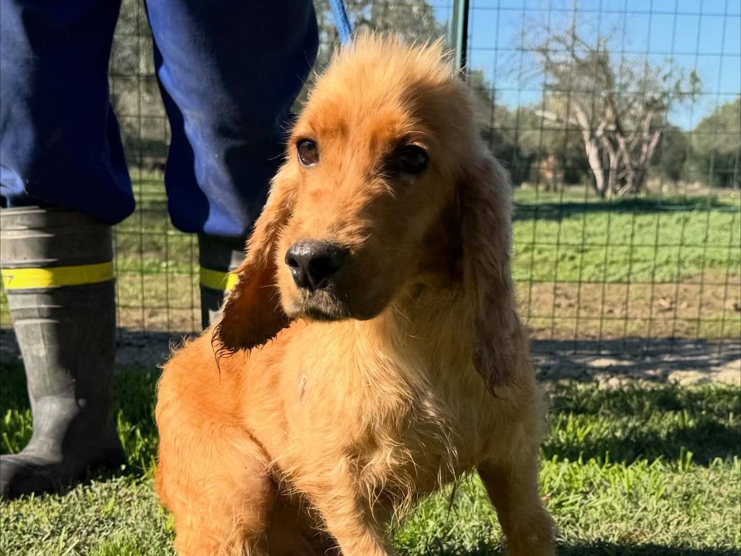 Adotta un cane, maschio, 4 anni e 1 mese, Matera