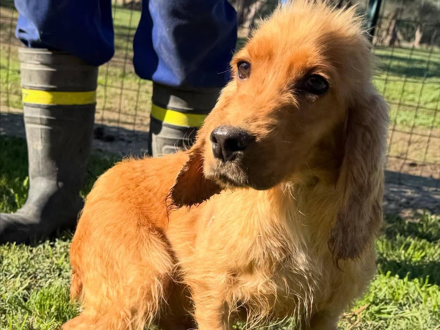 Adotta un cane, taglia piccola, maschio, Matera