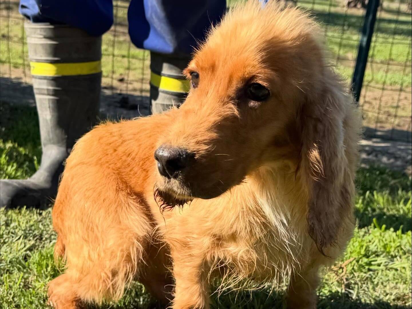 Vuoi adottare un cane a Matera?