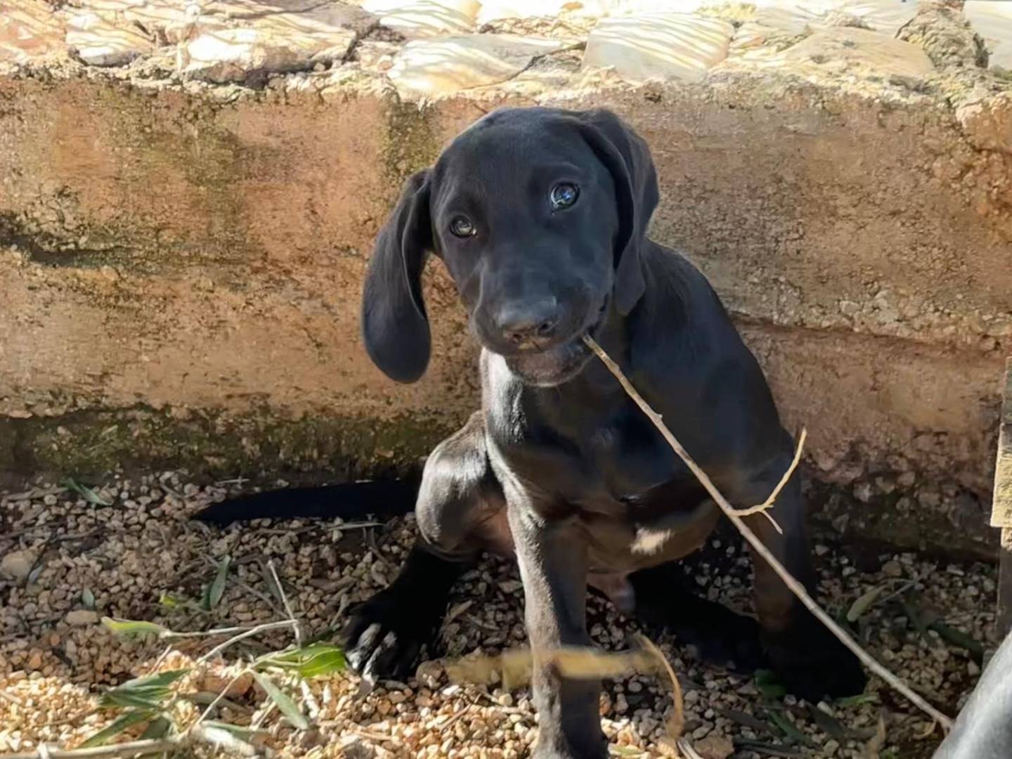 Adozione cane, maschio, Razza sconosciuta Razza sconosciuta, 3 mesi, taglia grande, Milano