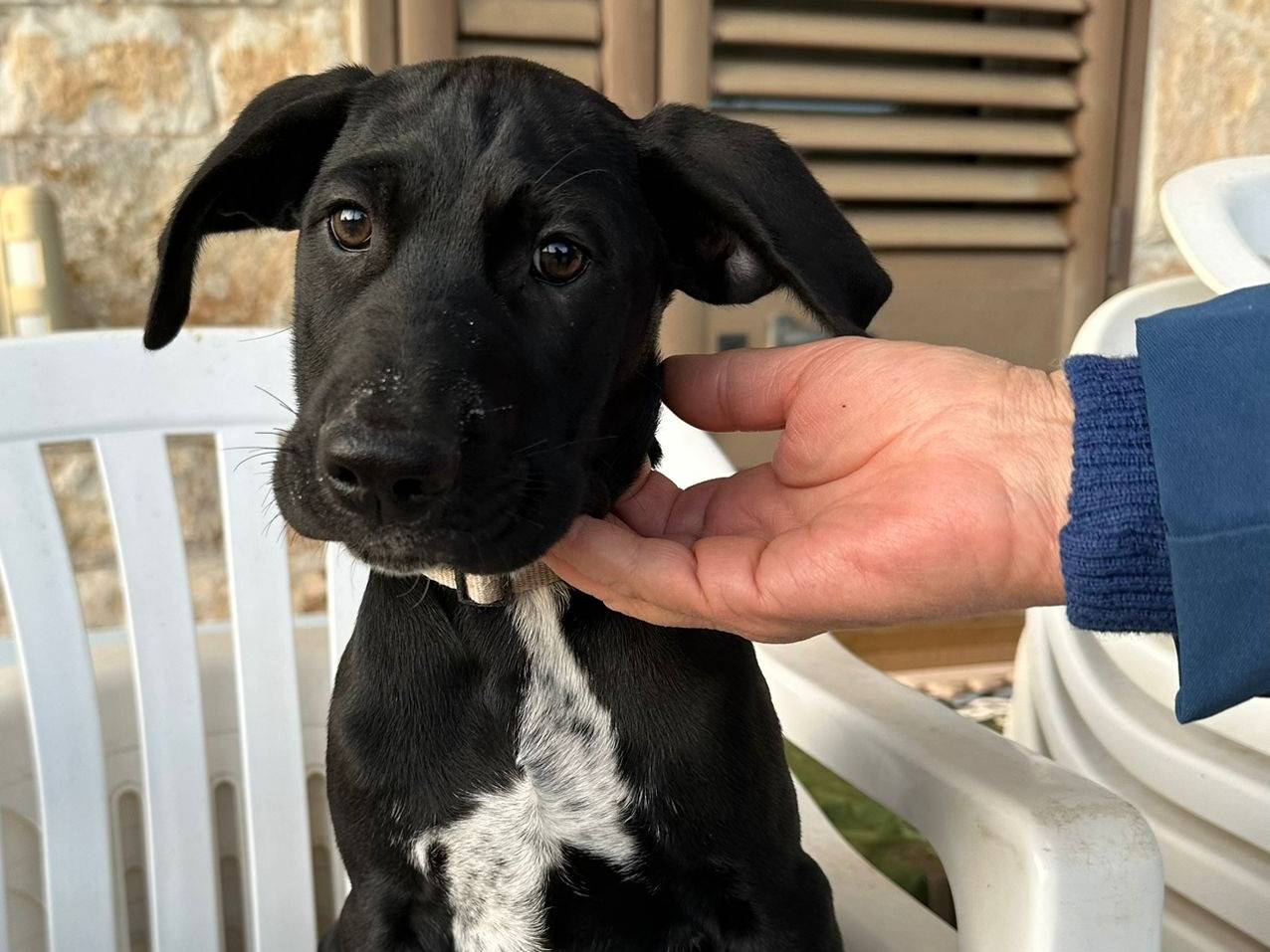 Adotta un cane, taglia grande, maschio, Milano
