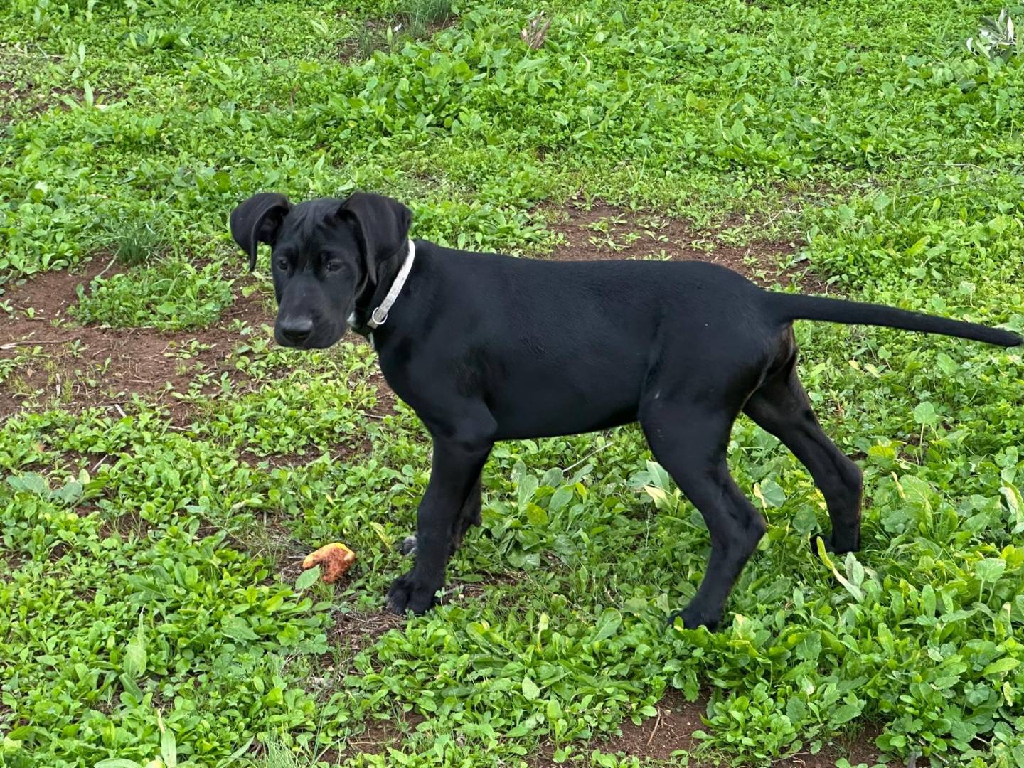 Vuoi adottare un cane a Milano?