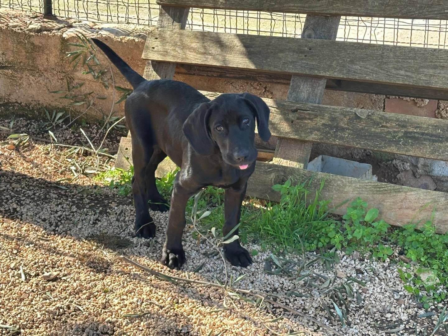 Adotta il cane PACO a Milano