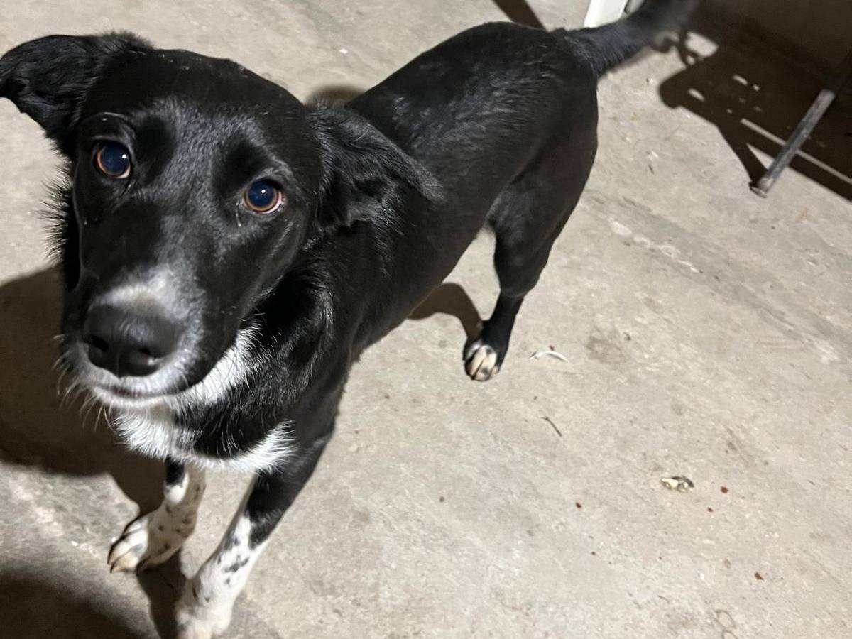 Adotta un cane, maschio, 7 mesi, Verona