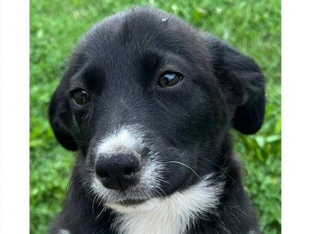 Adotta un cane, taglia media, maschio, Verona