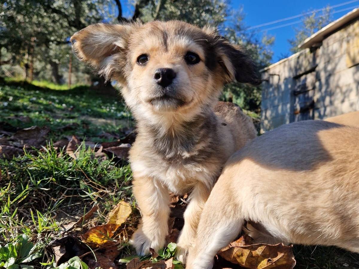 Adozione cane, maschio, Razza sconosciuta Razza sconosciuta, 2 mesi, taglia piccola, Frosinone