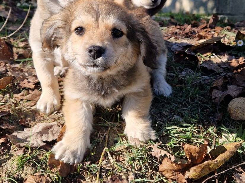 Adotta un cane, maschio, 2 mesi, Frosinone